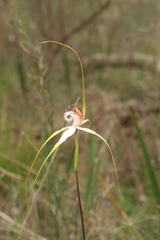 Caladenia splendens