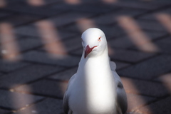 Chroicocephalus novaehollandiae