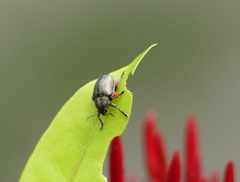 Eurypelta splendida