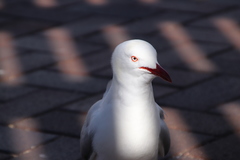 Chroicocephalus novaehollandiae