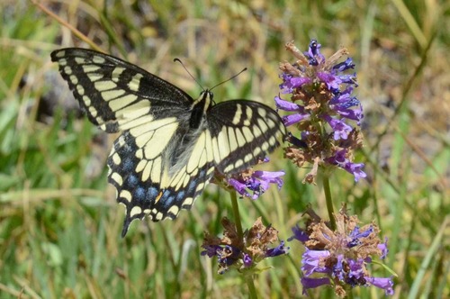 iNaturalist observation photo of Anise Swallowtail