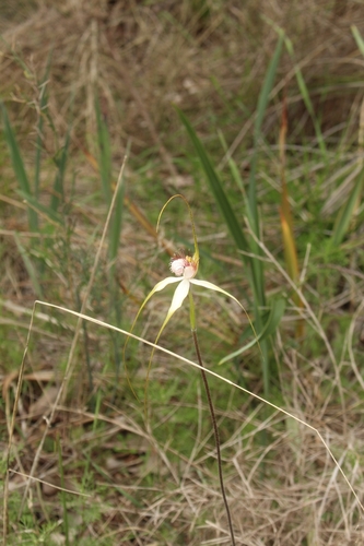 Image of Caladenia splendens by (c) Em Lamond, some rights reserved (CC BY)