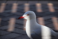 Chroicocephalus novaehollandiae