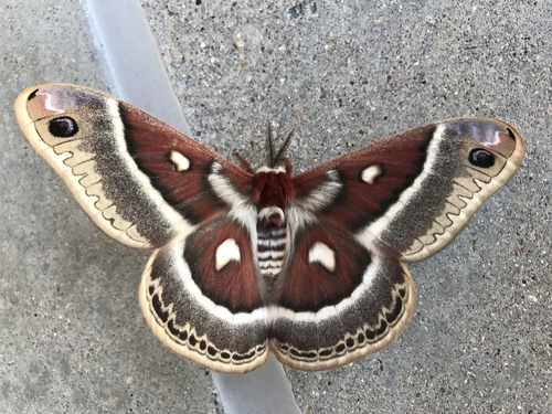 Glover's Silkmoth