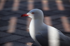Chroicocephalus novaehollandiae