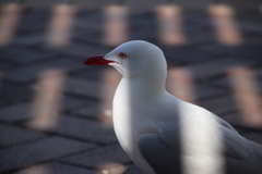 Chroicocephalus novaehollandiae