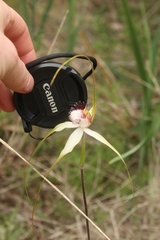 Caladenia splendens