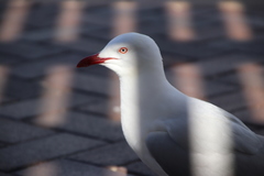 Chroicocephalus novaehollandiae