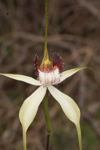 Image of Caladenia splendens by (c) Em Lamond, some rights reserved (CC BY)