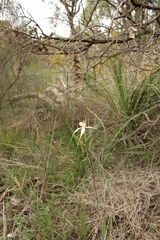 Caladenia splendens