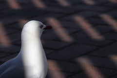 Chroicocephalus novaehollandiae