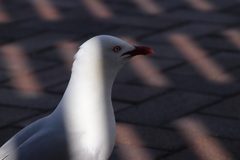 Chroicocephalus novaehollandiae