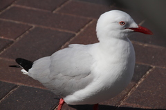 Chroicocephalus novaehollandiae