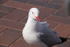 Chroicocephalus novaehollandiae