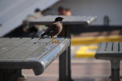 Acridotheres tristis