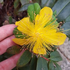 Hypericum calycinum