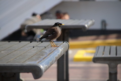 Acridotheres tristis