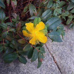 Hypericum calycinum