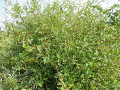 Salix divaricata