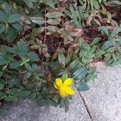 Hypericum calycinum