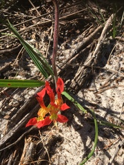Babiana ringens australis