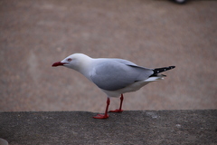 Chroicocephalus novaehollandiae