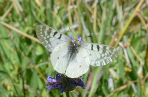 iNaturalist observation photo of Clodius Parnassian