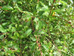 Salix divaricata