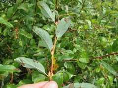 Salix divaricata