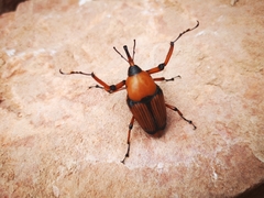 Cyrtotrachelus thompsoni