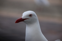 Chroicocephalus novaehollandiae