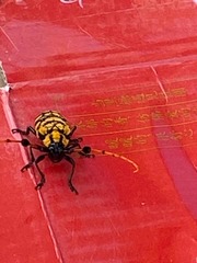 Aristobia reticulator