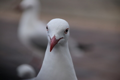 Chroicocephalus novaehollandiae