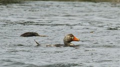 Tachyeres brachypterus