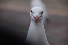 Chroicocephalus novaehollandiae