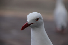 Chroicocephalus novaehollandiae