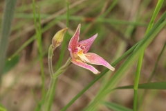 Caladenia × spectabilis