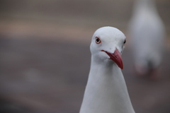 Chroicocephalus novaehollandiae