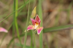 Caladenia × spectabilis