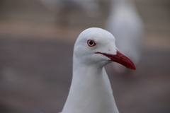 Chroicocephalus novaehollandiae