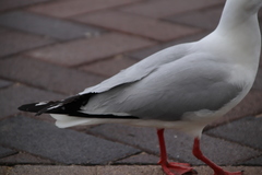 Chroicocephalus novaehollandiae