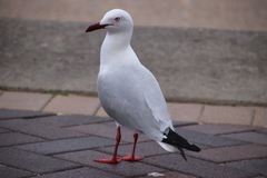 Chroicocephalus novaehollandiae