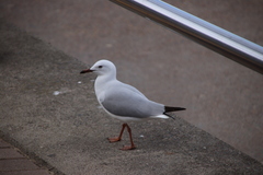 Chroicocephalus novaehollandiae