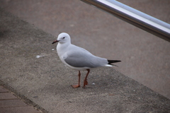 Chroicocephalus novaehollandiae