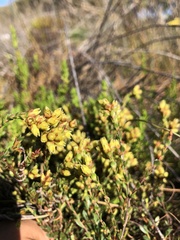 Stylapterus fruticulosus