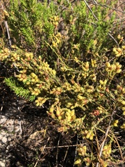 Stylapterus fruticulosus