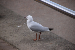 Chroicocephalus novaehollandiae