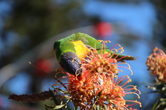 Trichoglossus moluccanus