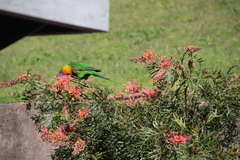 Trichoglossus moluccanus