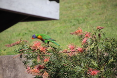 Trichoglossus moluccanus